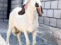 Schaf, Hissar sheep — Foto 1