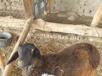 Widder, Hissar sheep — Foto 3