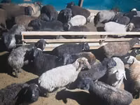 كبش, الأغنام — الصورة 4