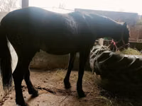 Caballo, Caballos — foto 2