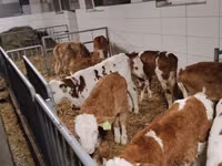ІҚМ (топ, жынысы көрсетілмеген), Simmental cattle — 3-сурет