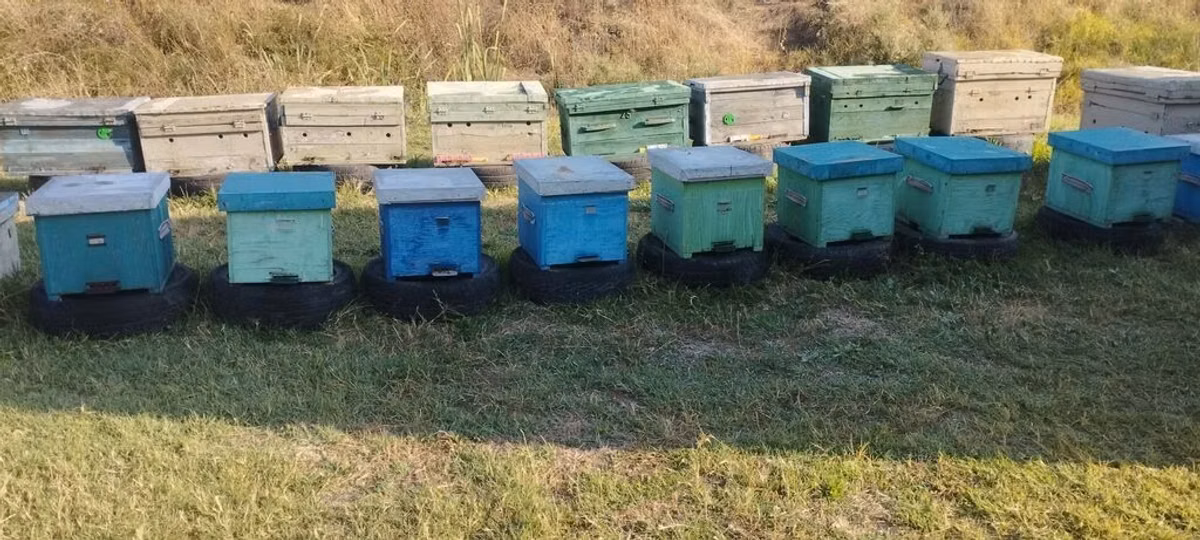 Продаю пчелосемьи рута и дадан