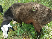 كبش, Hissar sheep — الصورة 4