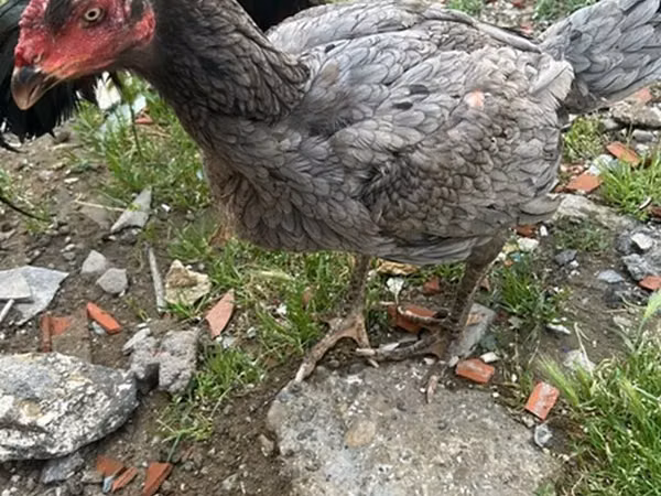 Chickens