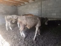 Bull, Simmental cattle — photo 1