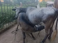 بقرة, الماشية — الصورة 1