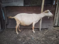 Ziege, Saanen goat — Foto 3