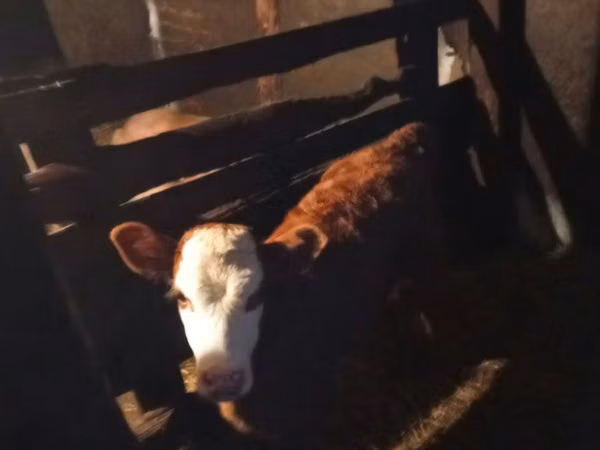 गाय, गोलस्टीन नस्ल — कज़ाखस्तान