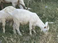 Эчки, Козулар — сүрөт 3