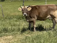بقرة, Swiss cattle — الصورة 1