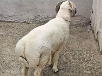 Кочкор, Койлор — сүрөт 3