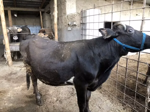 Kuh, Russian Black pied cattle