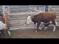 Bulle, Simmental cattle — Foto 7