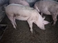 母猪, Pigs — 照片 2