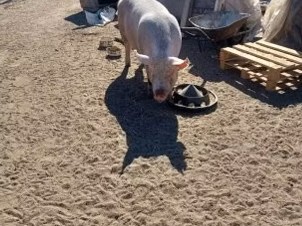 Säue, 