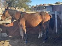 Yegua, Kazakh horse — foto 3