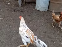Chickens — Foto 1