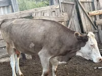 母牛, Simmental cattle — 照片 2