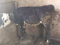Kuh, Swiss cattle — Foto 1