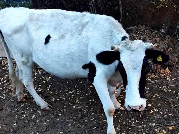 गाय, Russian Black pied cattle — कज़ाखस्तान