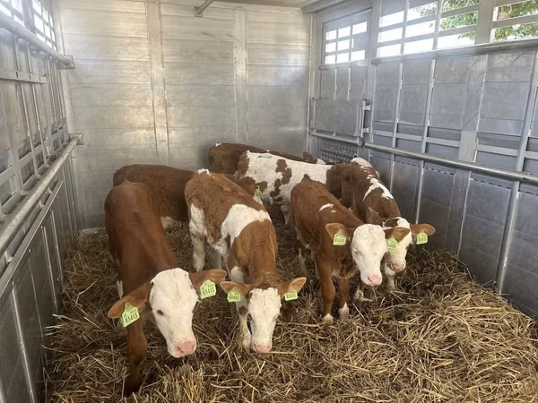सांड, Simmental cattle