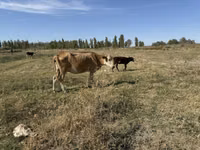 Сиыр, Latvian Blue cattle — 3-сурет