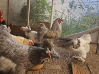 Brahma — Foto 4