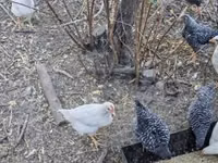 Chickens — Foto 3
