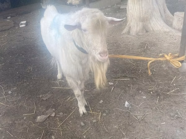 Cabro, Saanen goat — Kazajistán