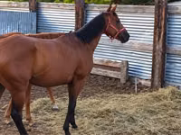 فرس, Thoroughbred horse — الصورة 5