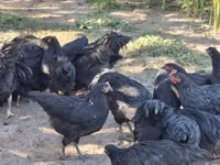Chickens — الصورة 4