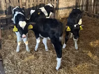 Bulle, Russian Black pied cattle — Foto 5