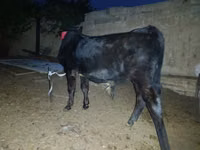Toro, Ganado vacuno — foto 2