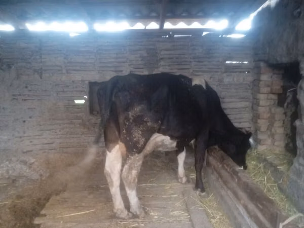母牛, Russian Black pied cattle — 吉尔吉斯斯坦