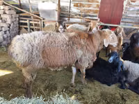 Ram, Arashan sheep — photo 1