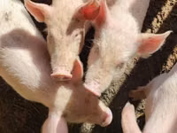 Schweine (Partie, Geschlecht nicht angegeben), Schweine — Foto 1