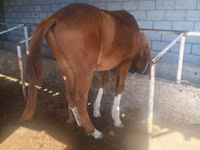Caballo, Caballos — foto 2