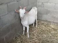 عنزة, Nubian Goat — الصورة 3
