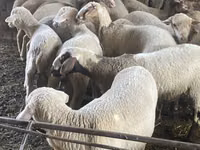 Schaf, Schafe — Foto 4