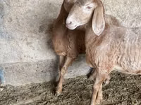 نعجة, Arashan sheep — الصورة 2