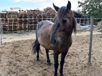 Caballo, Hucul pony — foto 3