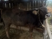 Buqa, Swiss cattle — 7-rasm