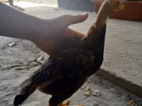 Chickens — Foto 1