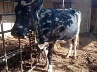 Kuh, Russian Black pied cattle — Foto 4