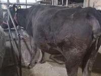 Kuh, Holstein-Rasse — Foto 2
