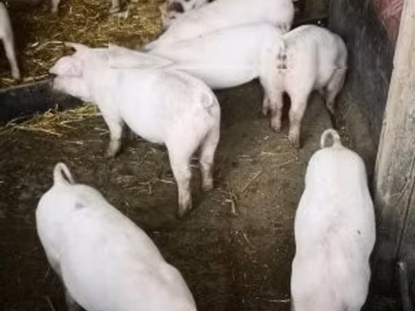 Schweine (Partie, Geschlecht nicht angegeben), Schweine