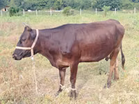 母牛, Cattle — 照片 4