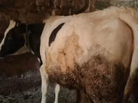 母牛, Holstein breed — 照片 1