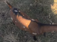Echki, Alpine goat — 1-rasm