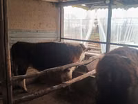 Bull, Simmental cattle — photo 7